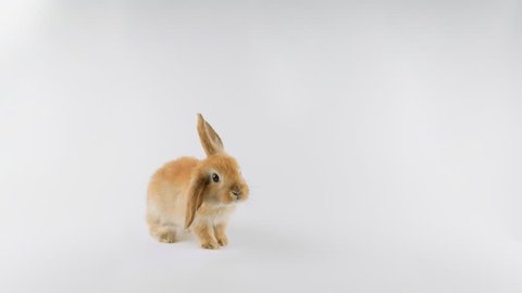 Brown rabbit, stands up on two legs, sniffing, looking around, isolated on white background