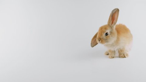Brown rabbit with one ear down, sitting, sniffing, walking to the left, isolated on white background