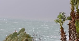 Palm Trees under Strong Wind in Storm