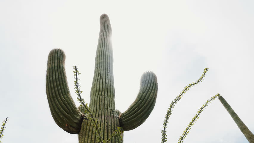 Backlight sun is shining from behind giant tall Saguaro cactus in Arizona desert, an iconic symbol of American southwest