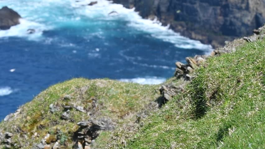 Atlantic puffin / common puffin (Fratercula arctica) in breeding plumage leaving burrow on sea cliff top Royalty-Free Stock Footage #1023746896