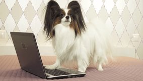 Papillon dog is lying near the laptop on the bed stock footage video