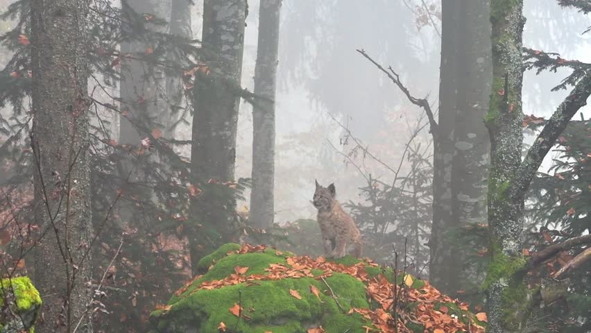 Cute two months old Eurasian lynx (Lynx lynx) kitten in autumn forest watching falling leaves in the mist