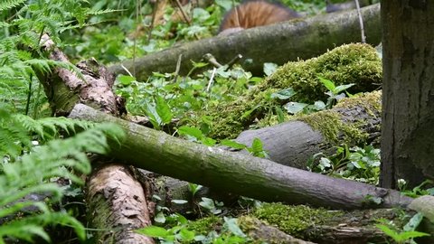 European polecat (Mustela putorius) foraging / hunting in forest