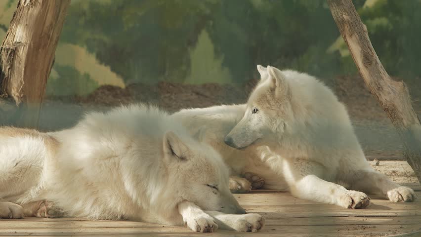 a pair of polar wolves lying on a wooden floor (canis lupus tundrarum) Royalty-Free Stock Footage #1023751810