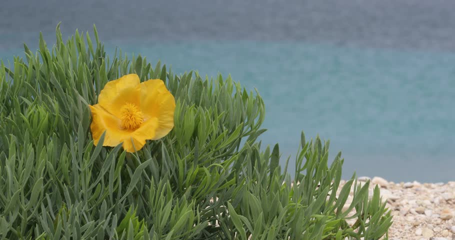 Beautiful yellow flower and greenery against the backdrop of the sea landscape