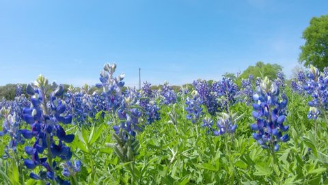 Close up bluebonnets in Hill Country, Texas on a a bright spring day. Camera goes thru the flowers on the field.