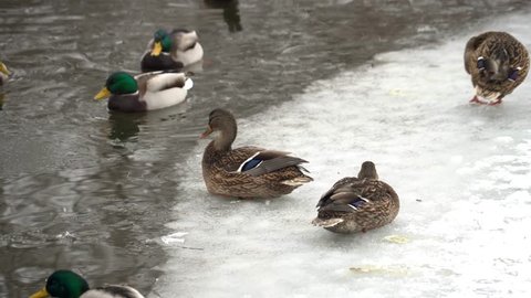 5 in 1 video Ducks are sitting on a snowy shore. City park. Small snow falls. Ducks eat food. Pigeons fly to the snow-covered shore.