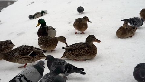 5 in 1 video Ducks are sitting on a snowy shore. City park. Small snow falls. Ducks eat food. Pigeons fly to the snow-covered shore. Ducks swim in water.