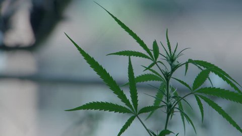 Cannabis Weed Grow in Garden Marijuana Plant