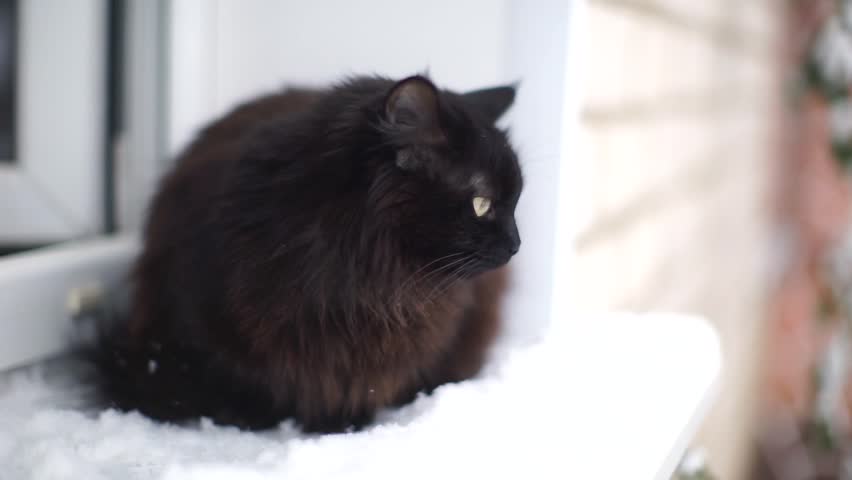 black furry cat