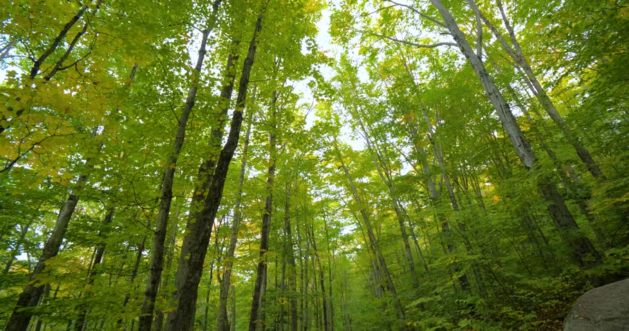 Tall Trees in Beautiful Forest, Sun Lens Flare Leaves Woods Wilderness