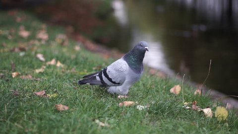 Feral Pigeon struts on the bank of a river in autumn surrounded by leaves. Shallow focus.