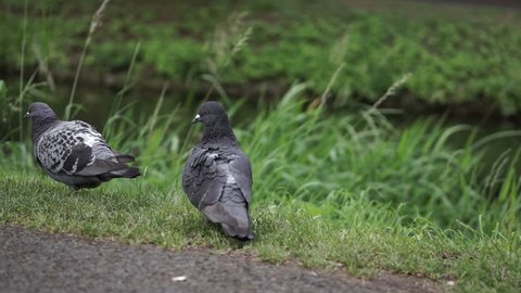 Pair of pigeons on the river bank cleaning, preening their feathers in slow motion