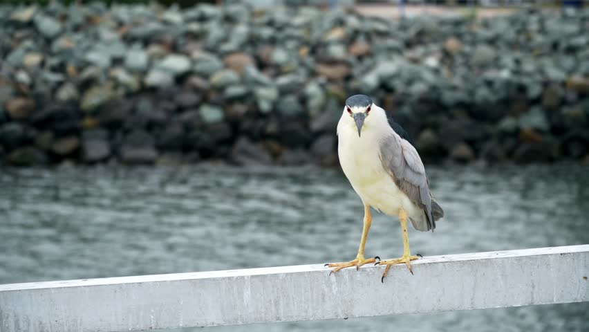 4k HD. Portrait of Black-crowned Night-Heron looking to the camera.