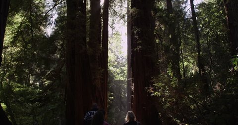 California, USA - January 27,2019,Tourists walking along the tall trees at Muir Woods National Monument, California, Shot with the RED Epic