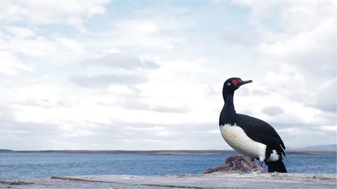 Rock Shag, also known as the Magellanic Cormorant (Phalacrocorax magellanicus), on the Coast of the Falkland Islands (Islas Malvinas), South Atlantic. 