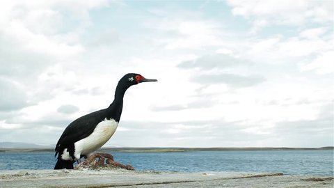 Rock Shag, also known as the Magellanic Cormorant (Leucocarbo magellanicus), on the Coast of the Falkland Islands (Islas Malvinas), South Atlantic. 
