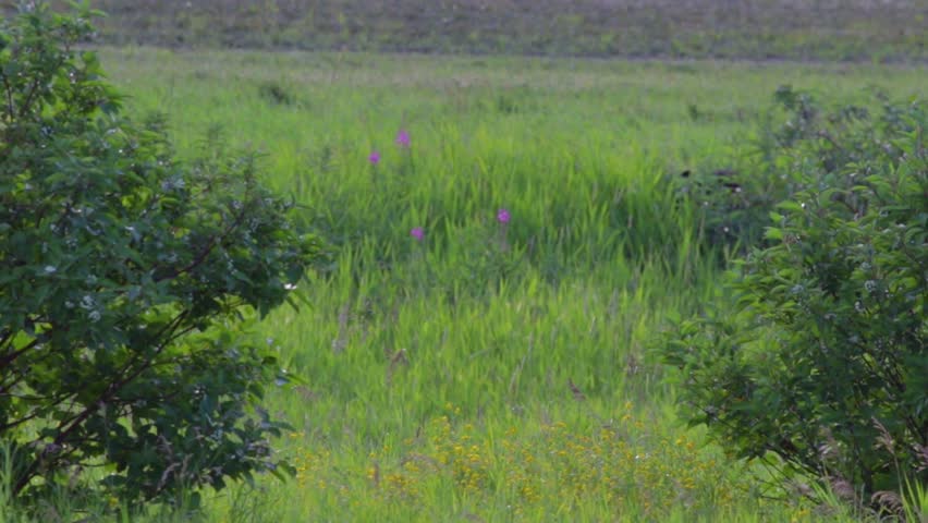 Blac Bear, NWT Canada