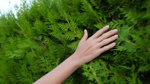 Woman hand run over soft shoots and branches of Thuja tree, moving camera. Lady stroke palm over green hedge, enjoy sense on fingers and arm skin