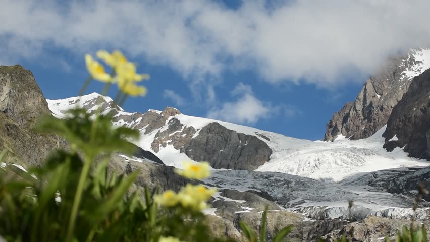 Rack focus shot of yellow alpine pasqueflower/ alpine anemone (Pulsatilla alpina subsp. apiifolia) in flower in the Alps