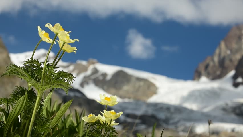 Yellow alpine pasqueflower/ alpine anemone (Pulsatilla alpina subsp. apiifolia) in flower in the Alps