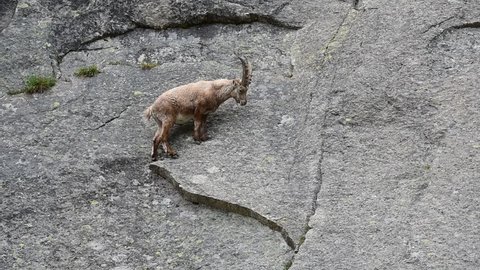 Alpine ibex (Capra ibex) traversing cliff face on narrow rock ledges in the Alps in spring