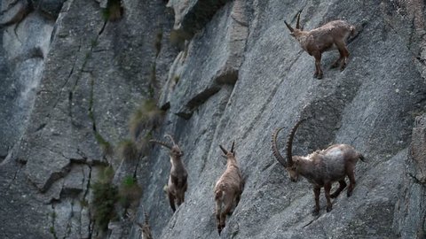 Herd of male Alpine ibexes (Capra ibex) foraging in steep mountain rock face in the Alps in spring