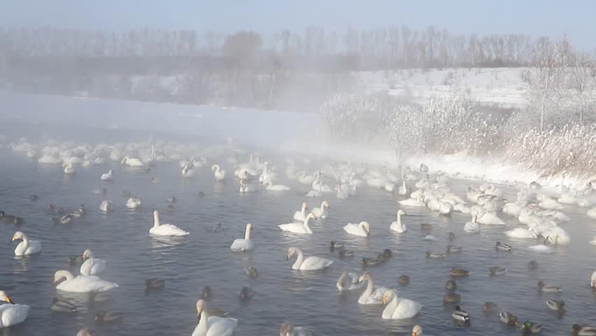 Swan lake in the Republic of Altai