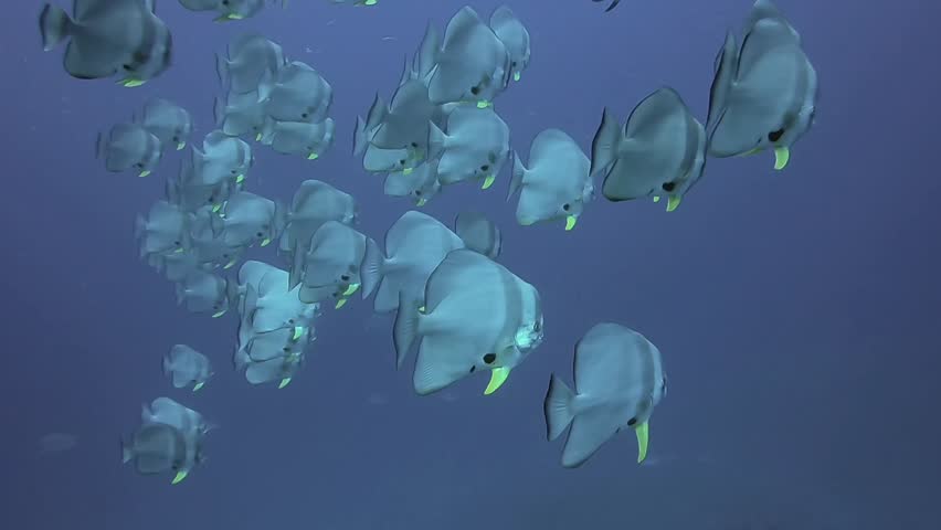 School of Orbicular batfish, Platax orbicularis | Shutterstock HD Video #1023814024