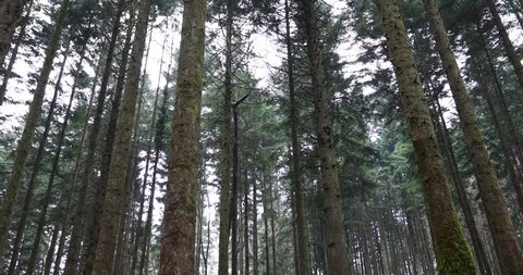 View of tall conifer trees in the forest.
