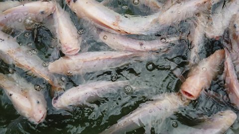 close up of fish tilapia