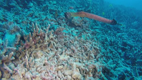 trumpet fish eating fish above coral reef hawaii scuba diving