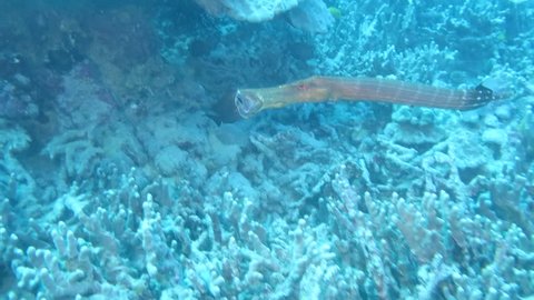 trumpet fish eating fish above coral reef hawaii scuba diving