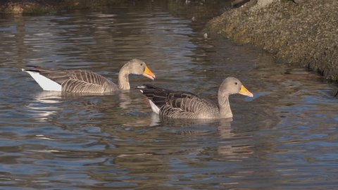 Pair of Graylag Geese Feeding on the bottom of the lake.
