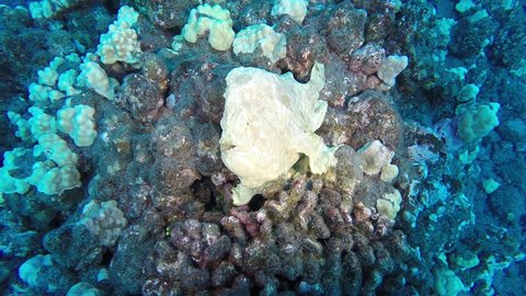 massive frog fish swimming and perching on coral