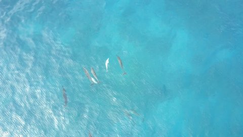drone flying above pod of dolphins in big island hawaii