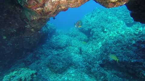 beautiful big trigger fish swimming in front of camera under coral arch