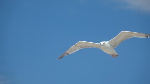 Gull in the sky. Slow Motion