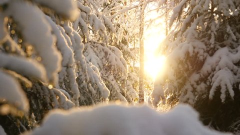 Snowy winter trees. Snowy forest on winter time, Sun shines in winter woods. Sunlight in forest. Sun shine through tree branches covered with snow. Winter background