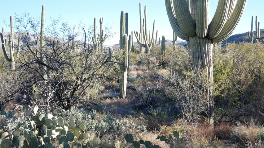 Panning view of the landscape of Saguaro National Park in Tucson, Arizona. 