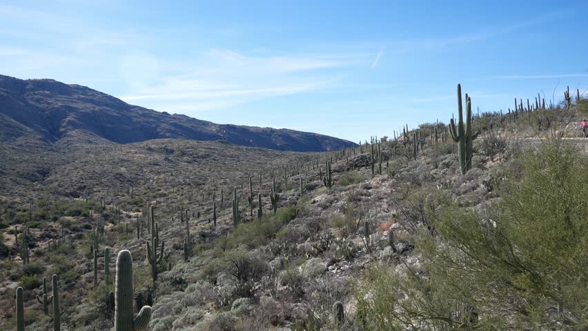 Panning view of the landscape of Saguaro National Park in Tucson, Arizona. 