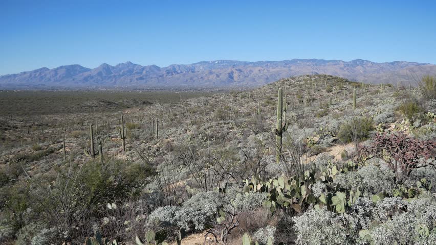 Panning view of the landscape of Saguaro National Park in Tucson, Arizona. 