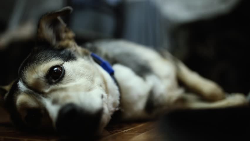 tired dog lying on the floor