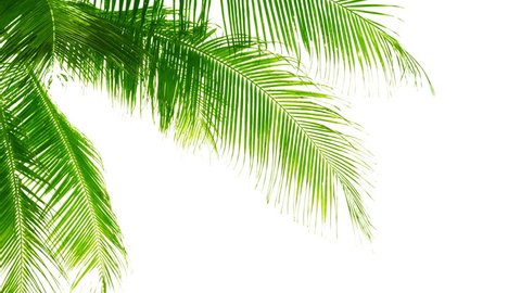 Palm leaves isolated on white background. Good material for video-collages. Video 4k