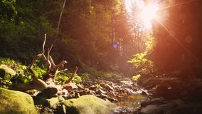 Picturesque. natural creek flows along a rocky course through a dense forest in the Ukrainian Carpathian Mountains. 4k Ultra HD video
