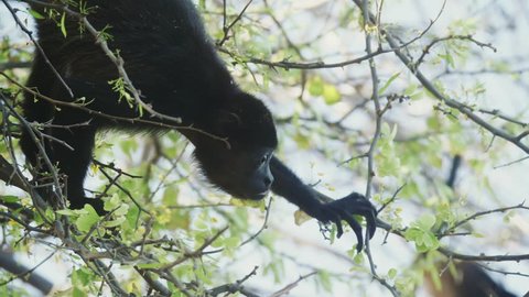 4K Wild Howler Monkeys Foraging Leaves in a Costa Rica Rainforest. Cinematic footage.