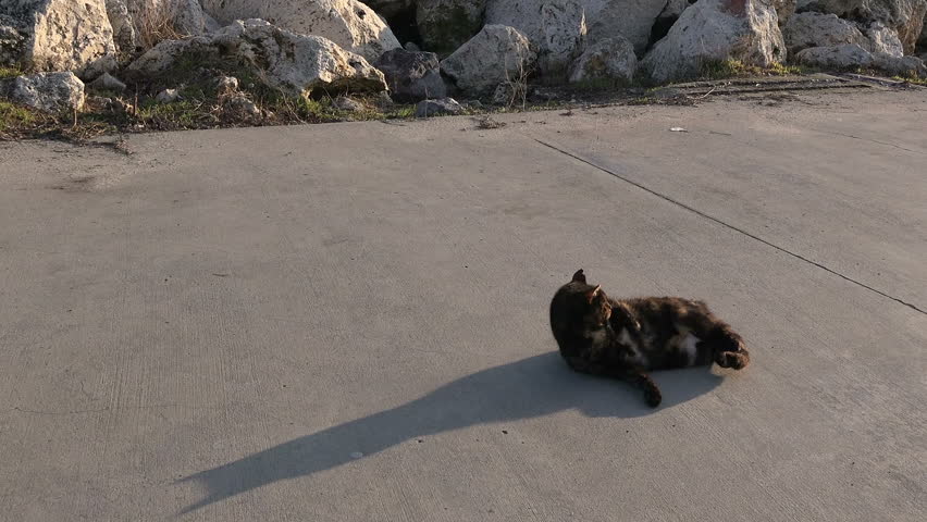 Street black cat sits on the sidewalk and licks itself