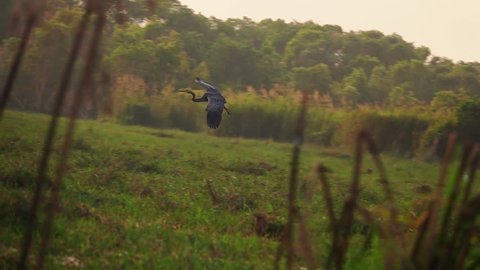 Oriental Darter (Anhinga melanogaster) Bird Landing on Earth in Natural Habitat. Thale Noi National Reserve in Thailand. Slow Motion