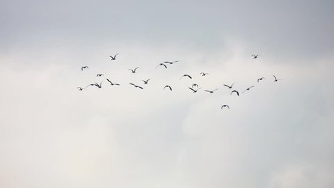 Flock of Asian Openbill Stork (Anastomus oscitans) Birds Flying in the Sky